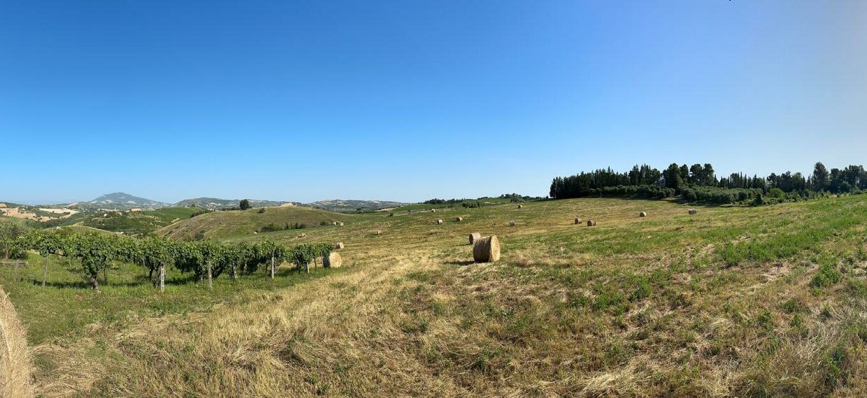 IMG-20250609-WA0086